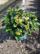 Hydrangea macrophylla 'Bloomstruck'