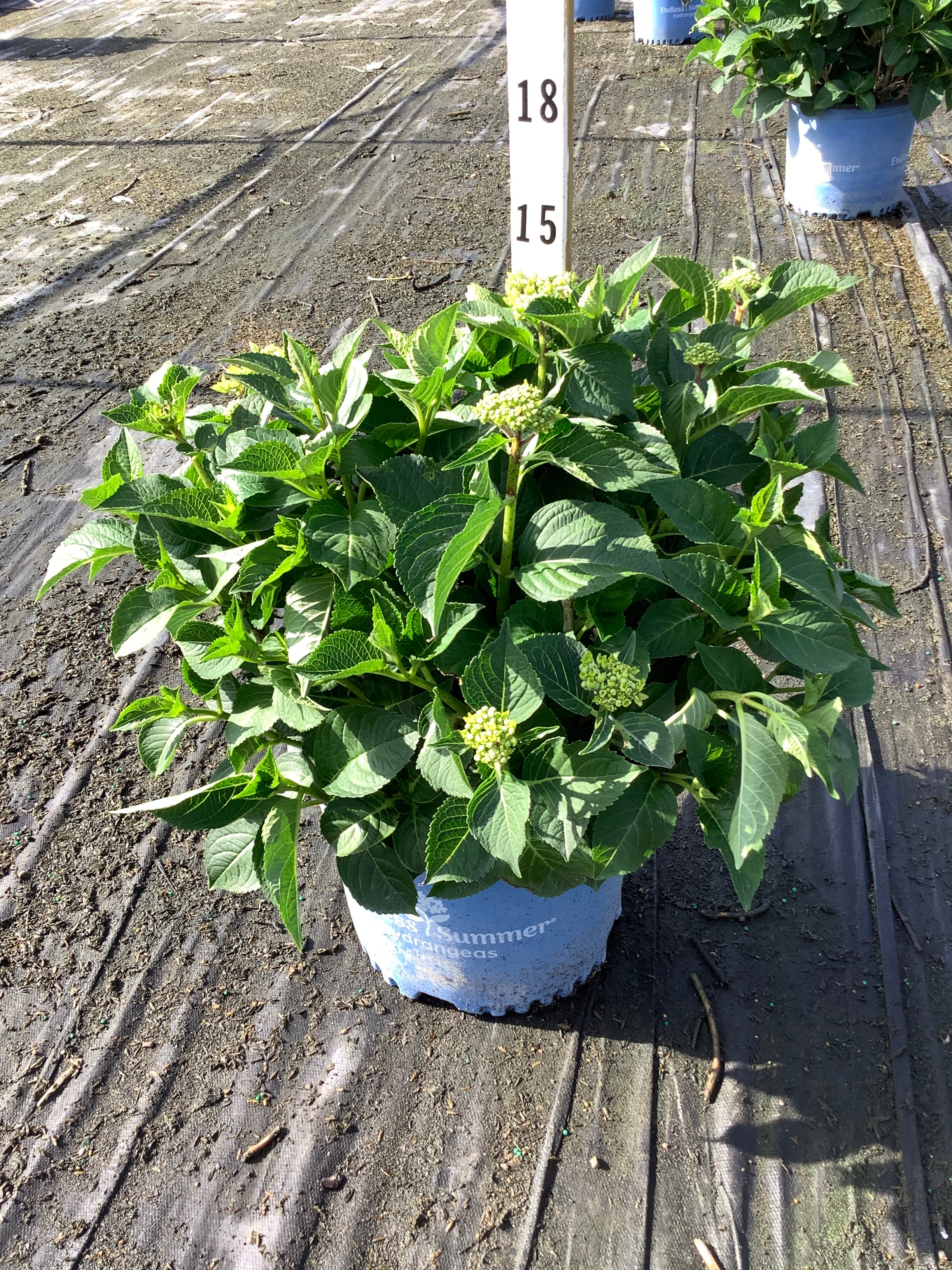 Hydrangea macrophylla 'Summer Crush'