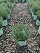 Lavandula x intermedia 'Phenomenal'