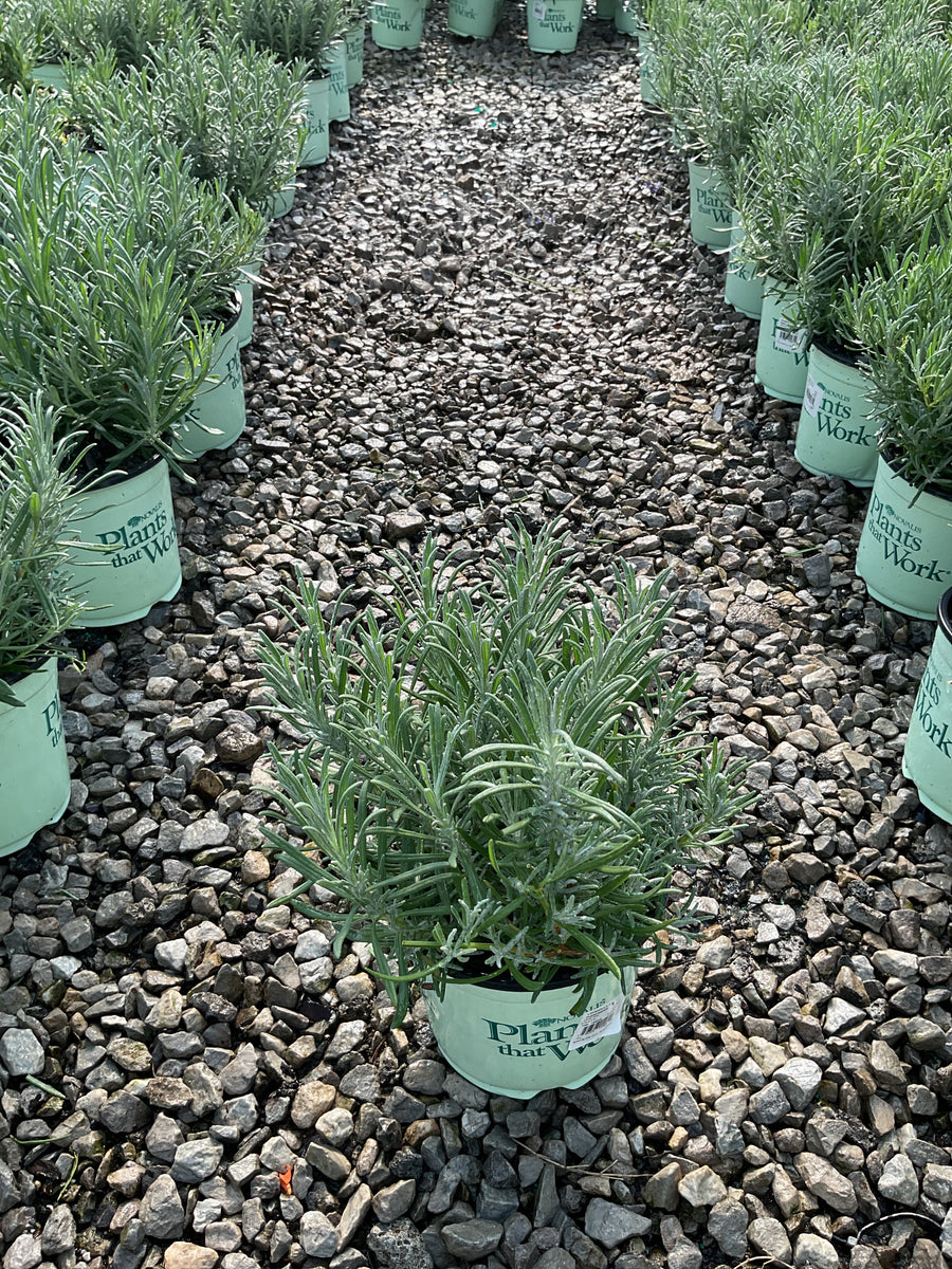 Lavandula x intermedia 'Phenomenal' â€” 17CM PTW