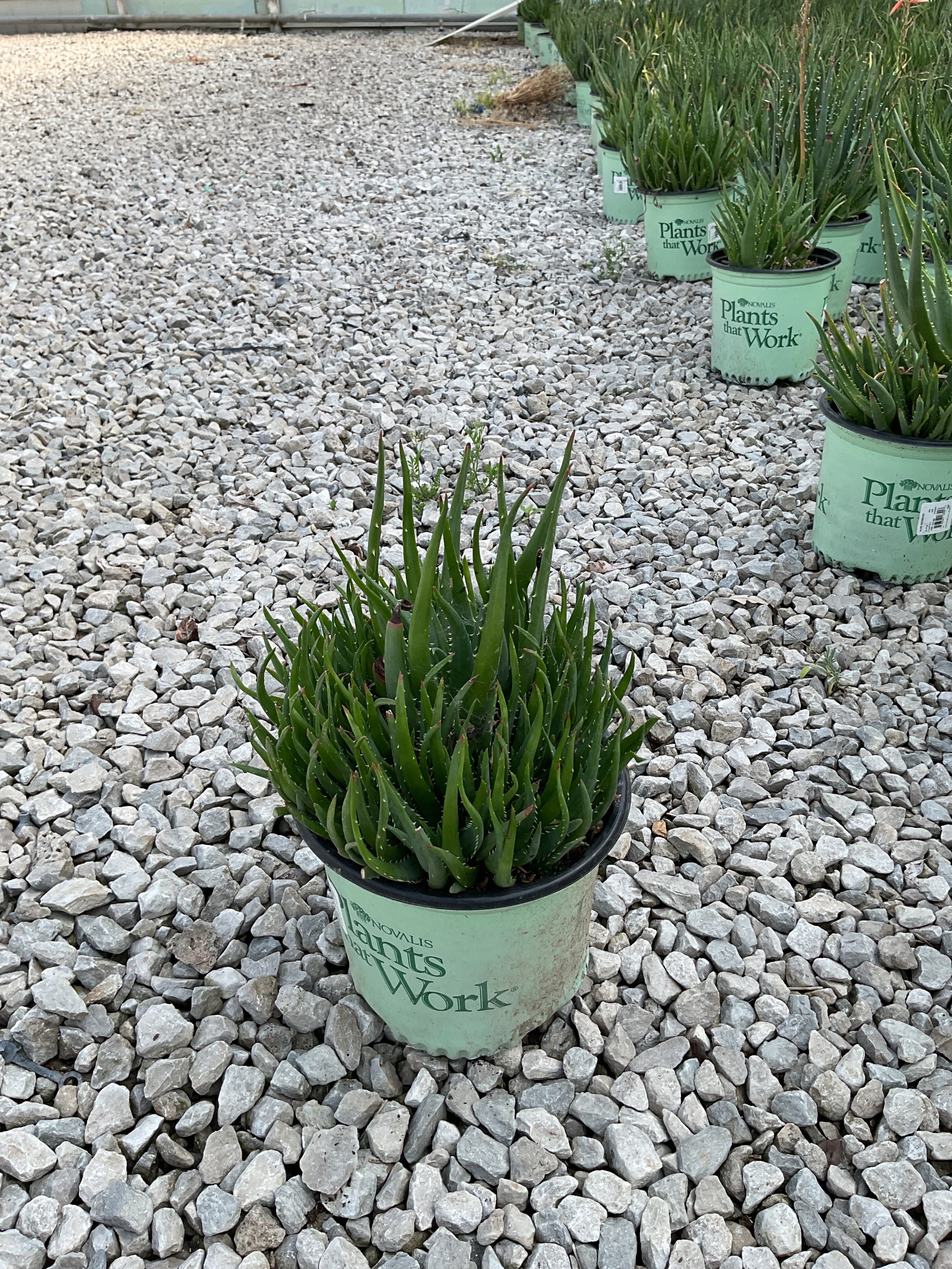 Aloe humilis 'Hedgehog'