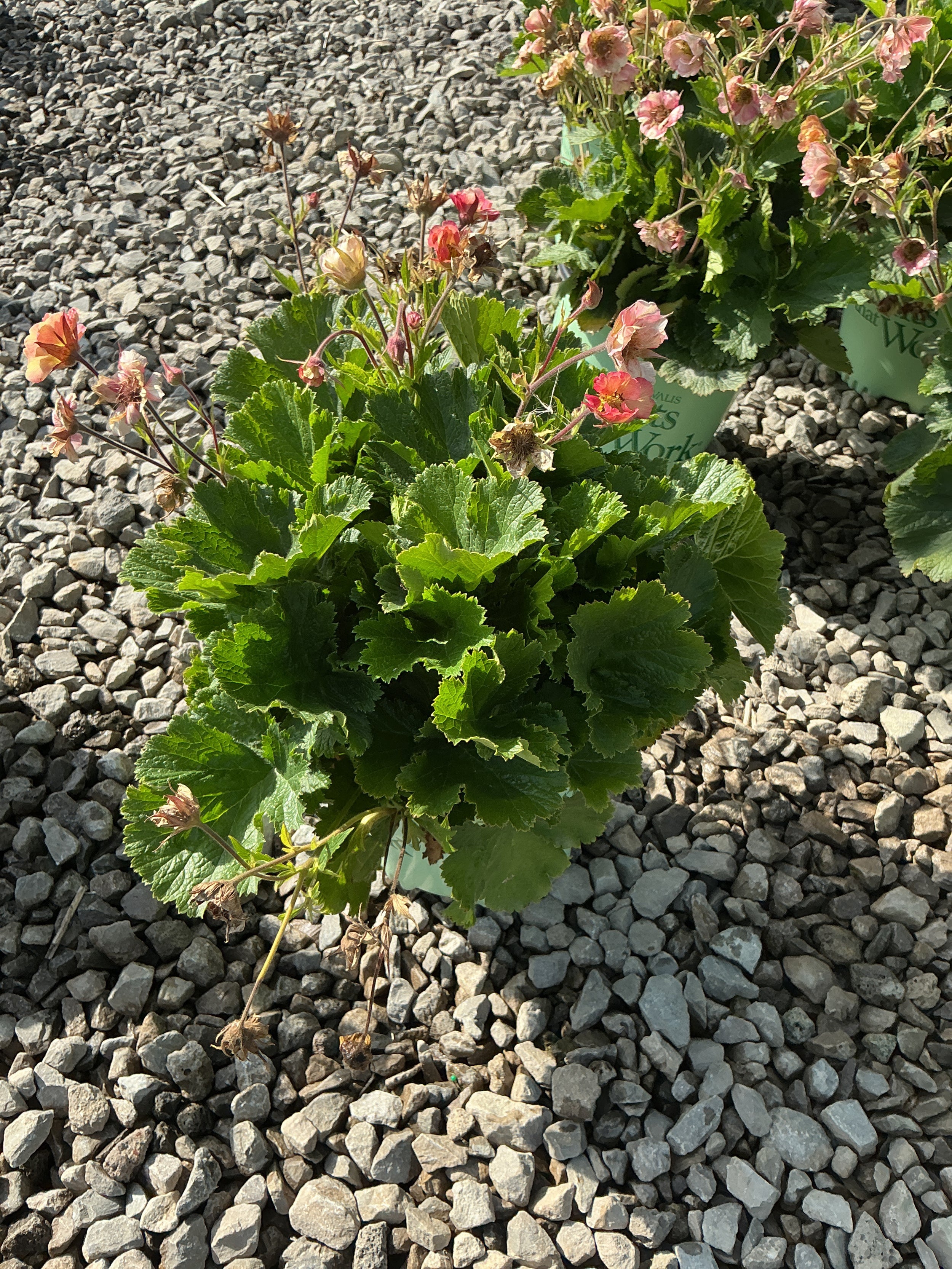 Geum pretticoats 'Peach'