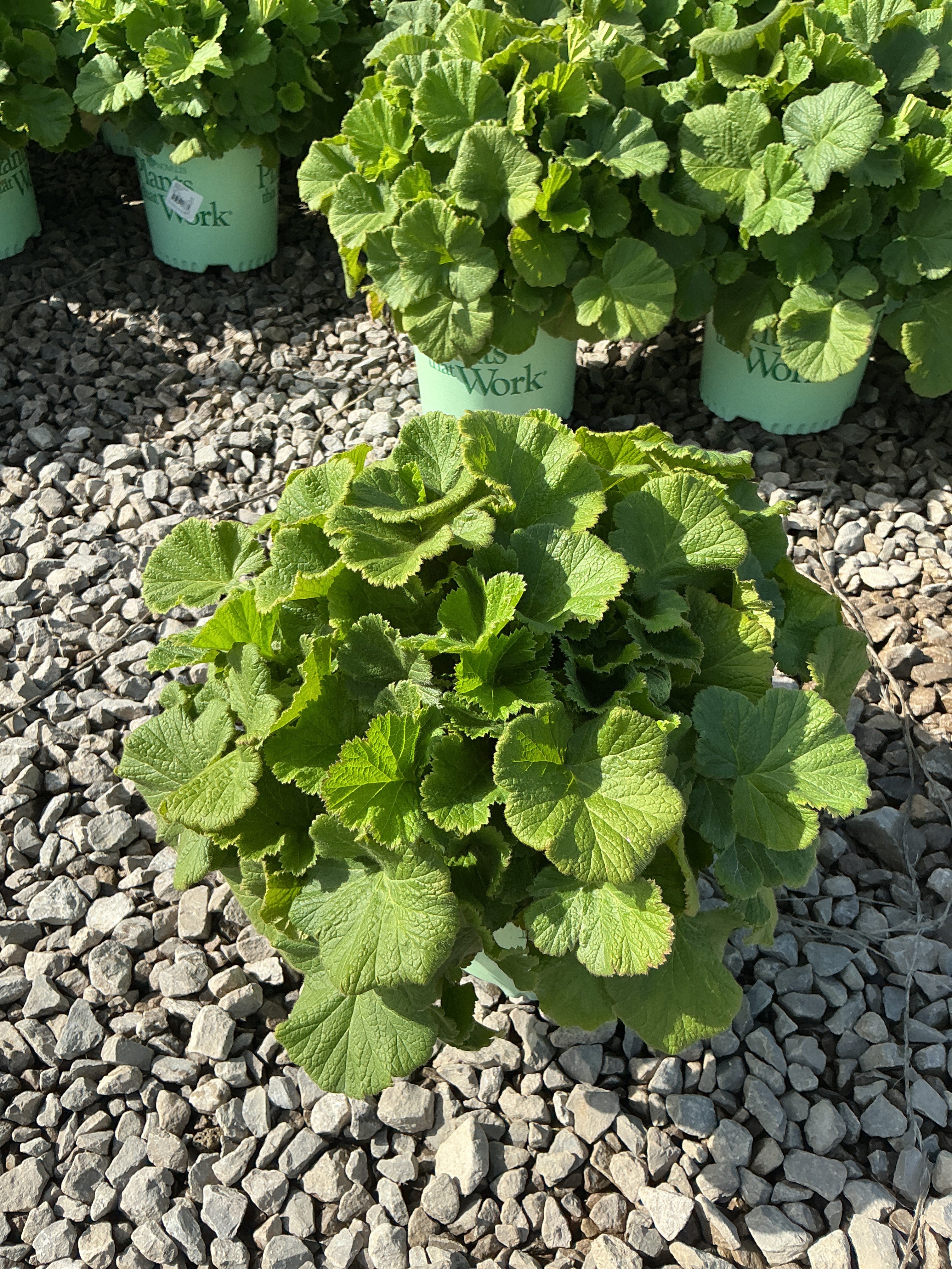 Geum tempo 'Orange'