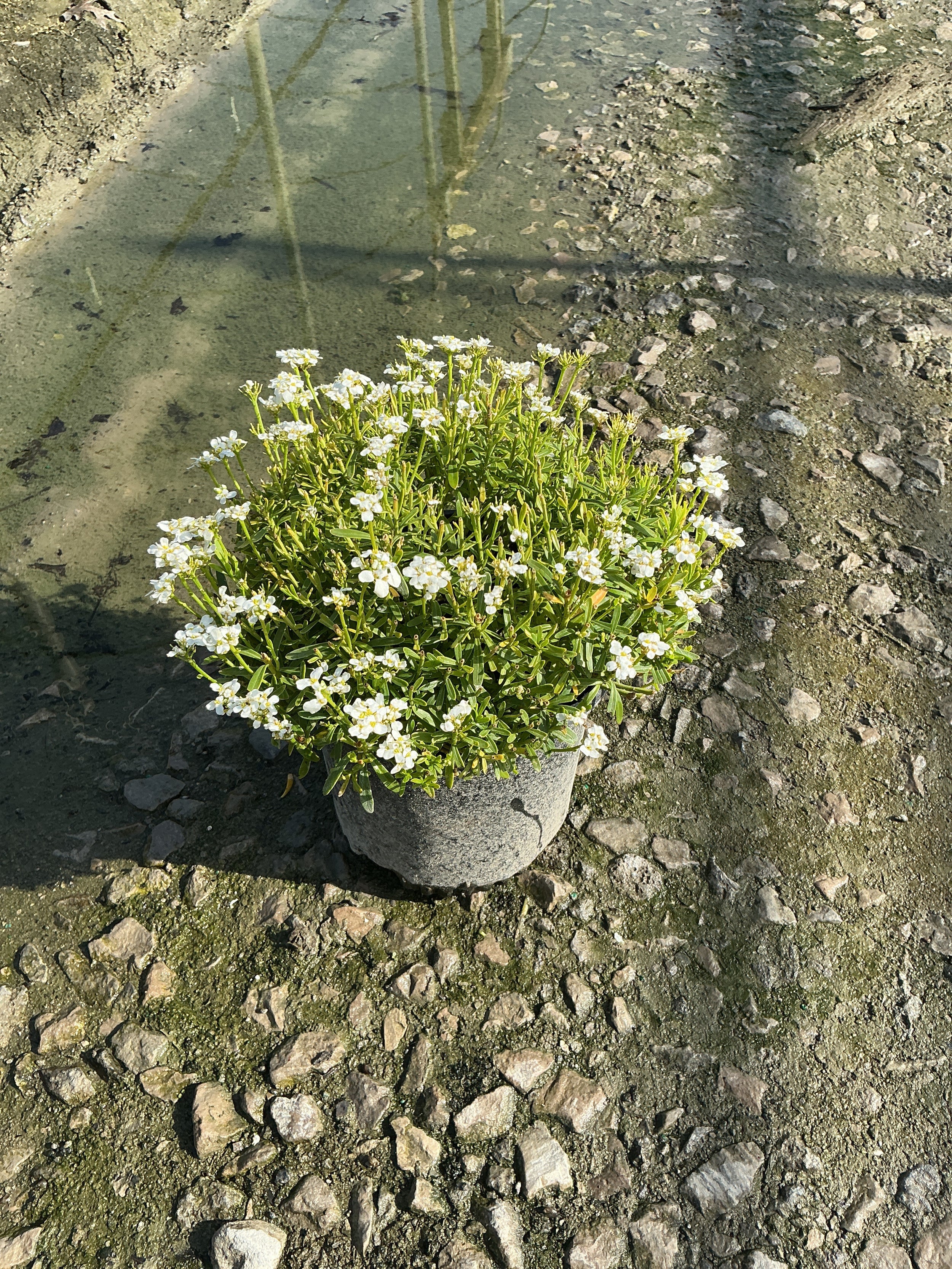 Iberis sempervirens 'Snowsurfer'