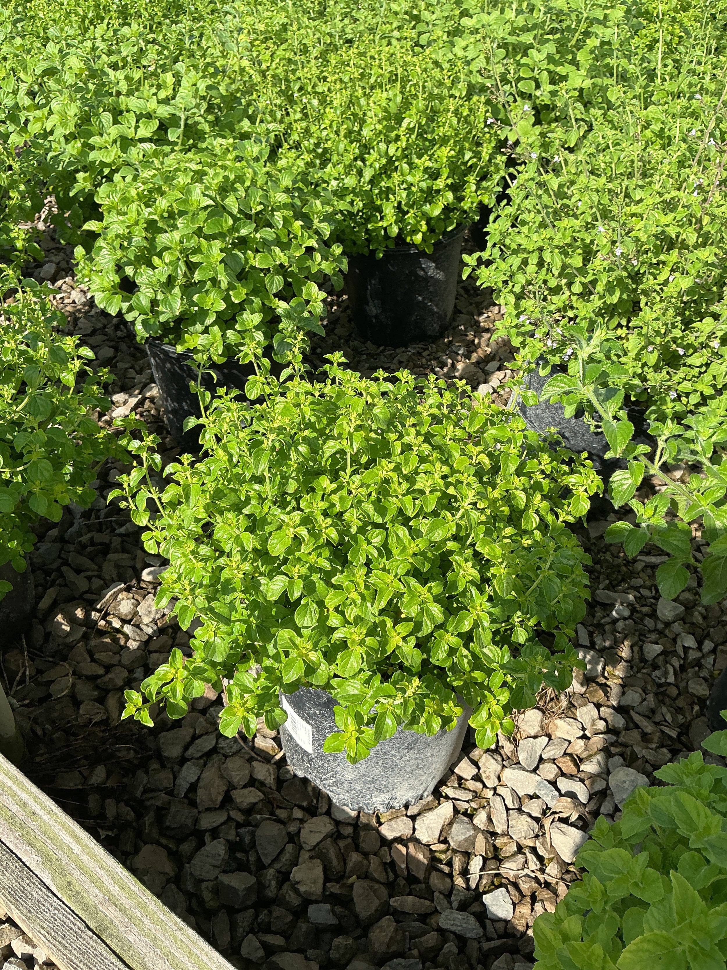 Calamintha 'Ssp Nepeta'