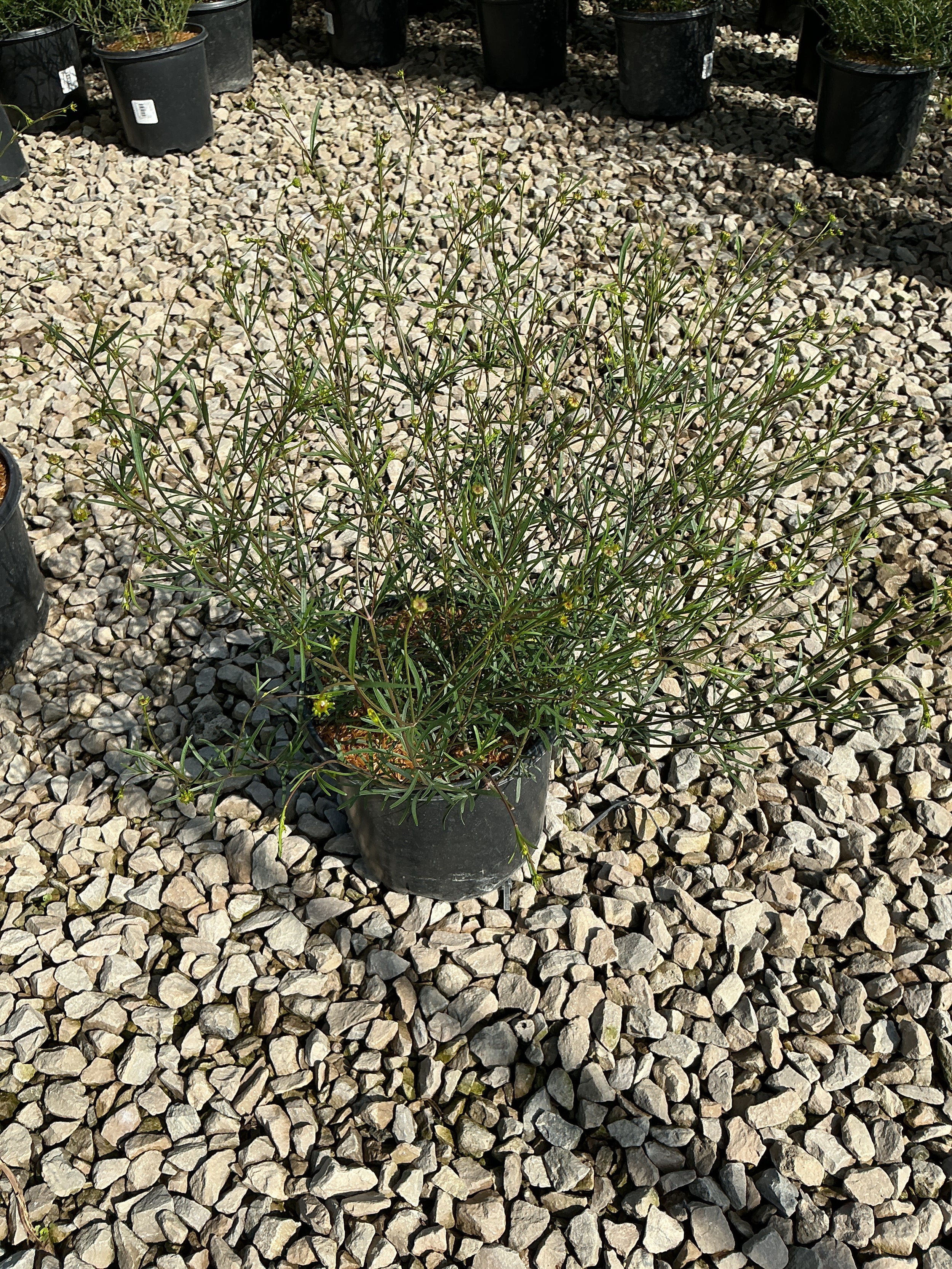 Coreopsis verticillata 'Moonbeam'