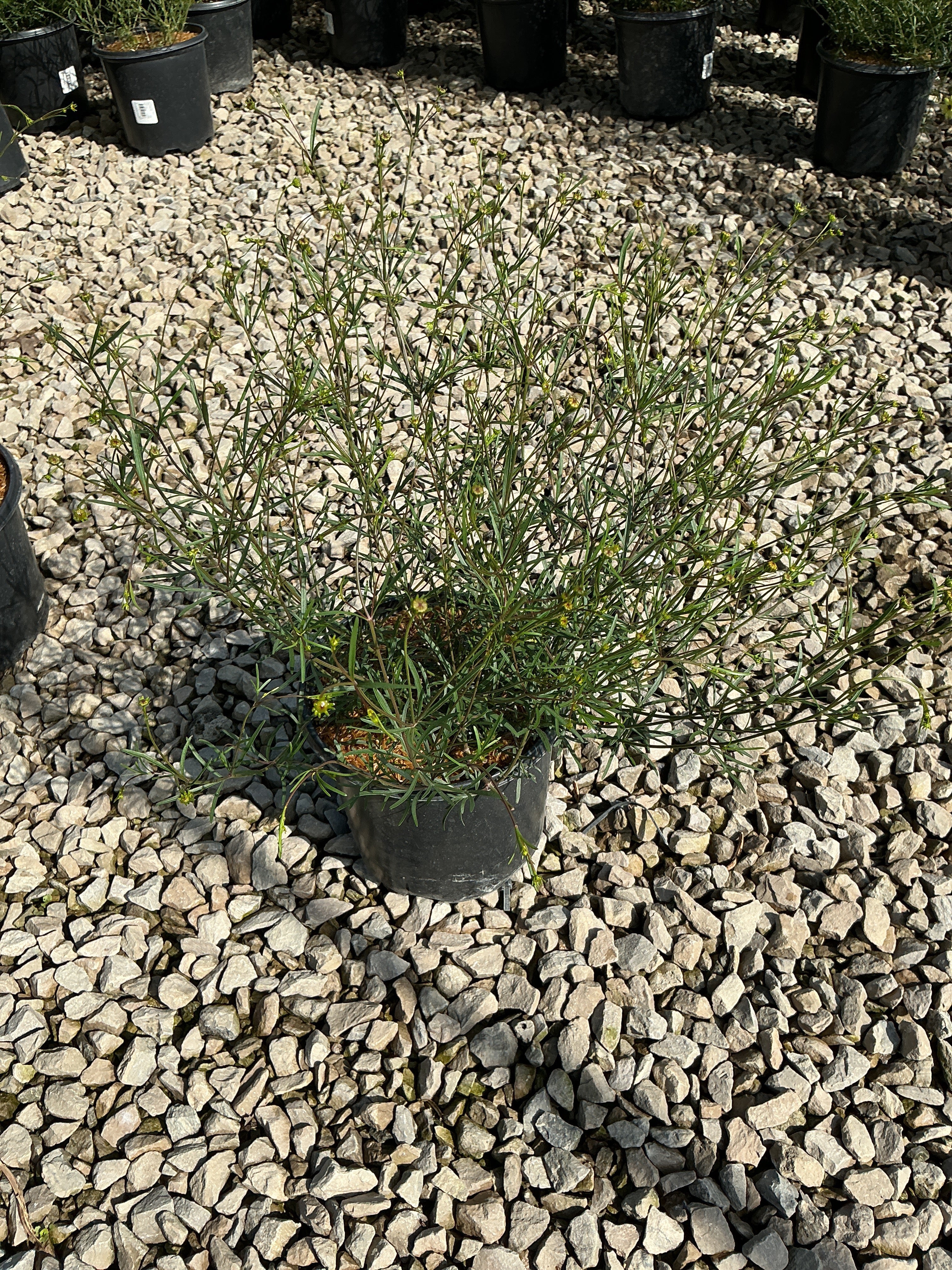 Coreopsis verticillata 'Moonbeam'