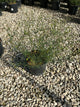 Coreopsis verticillata 'Moonbeam'
