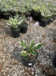 Hosta patriot 'Patriot'