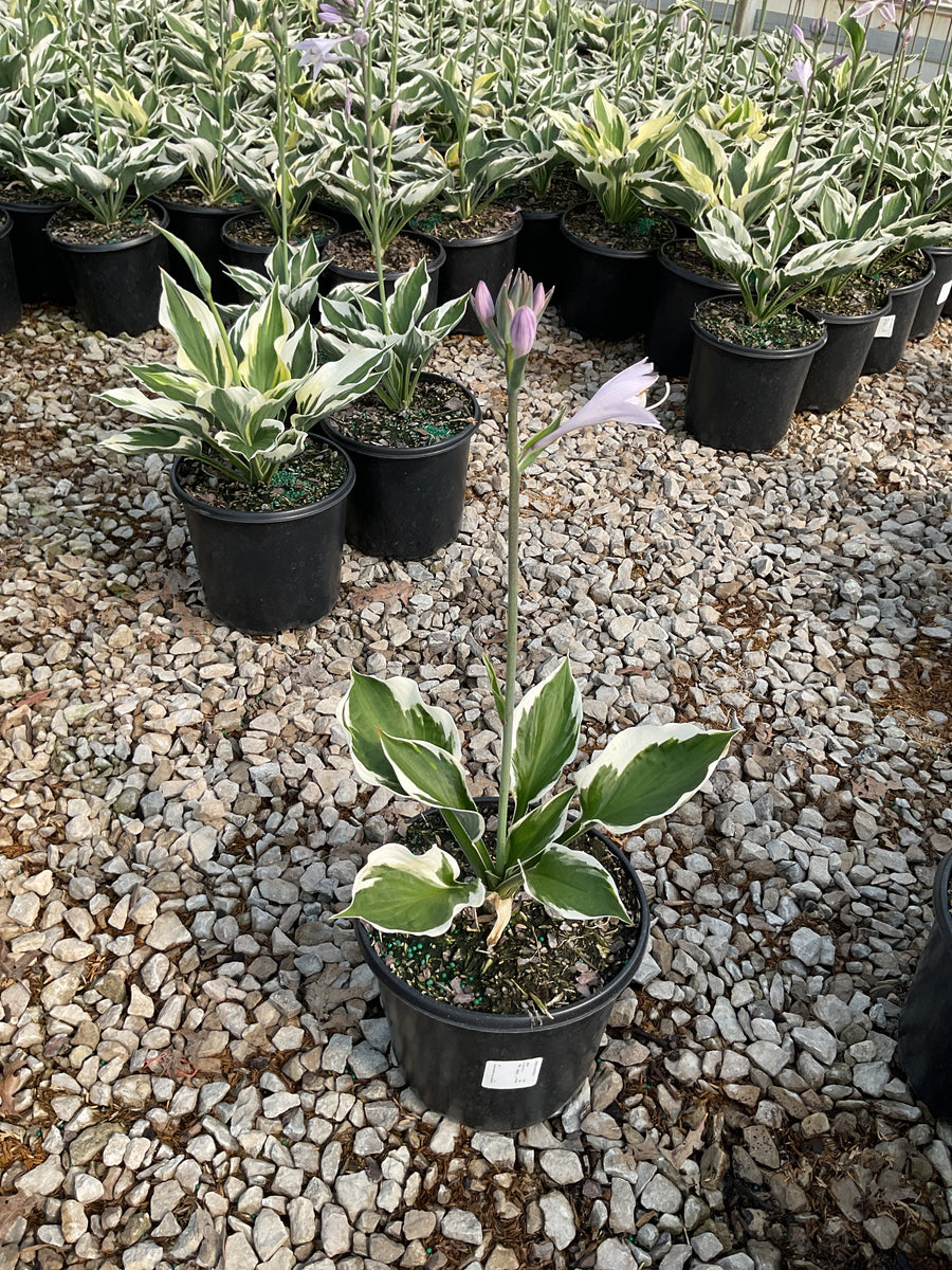 Hosta patriot 'Patriot' â€” 19CM