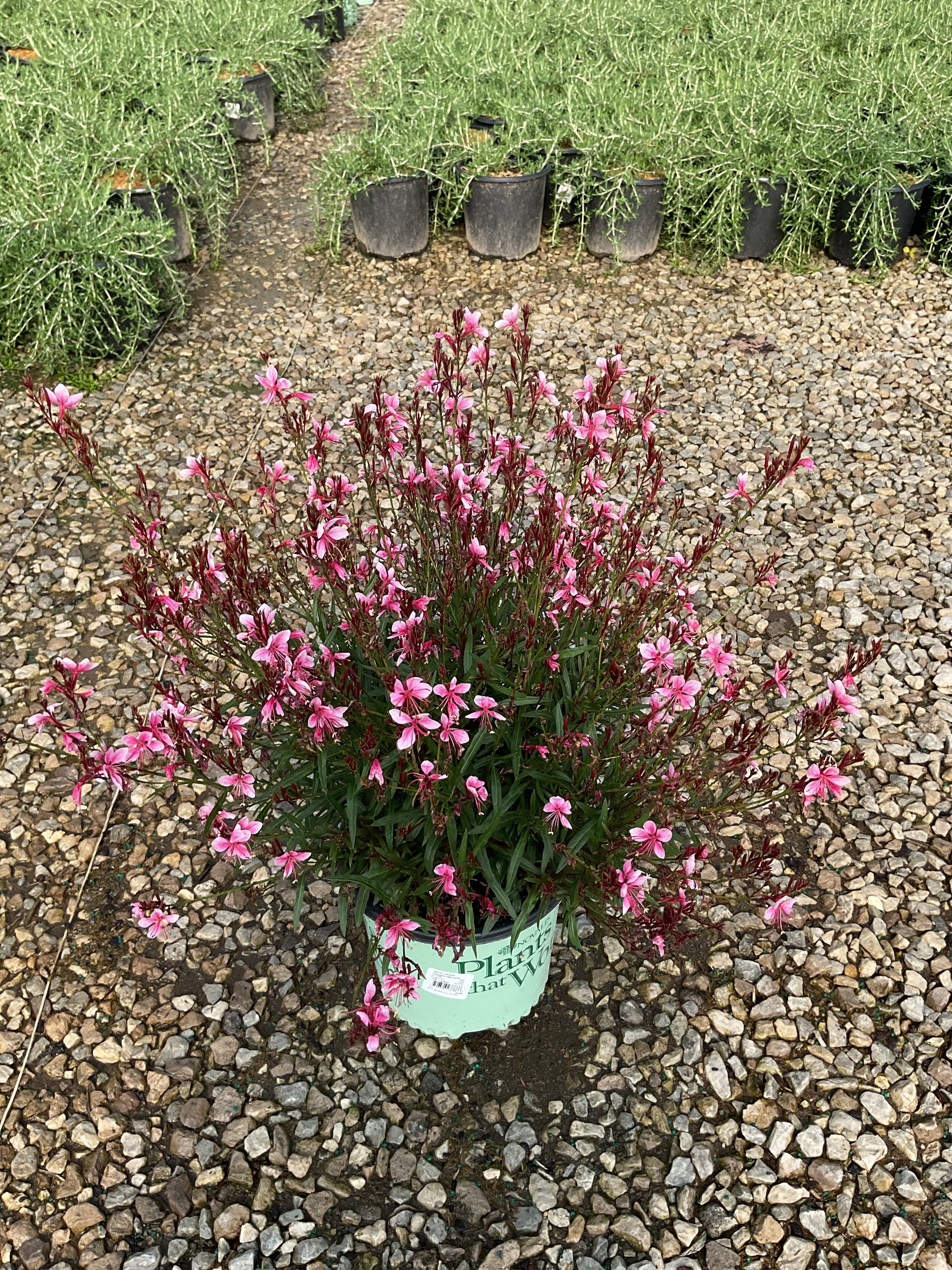 Gaura lindheimeri Belleza® Compact Light Pink