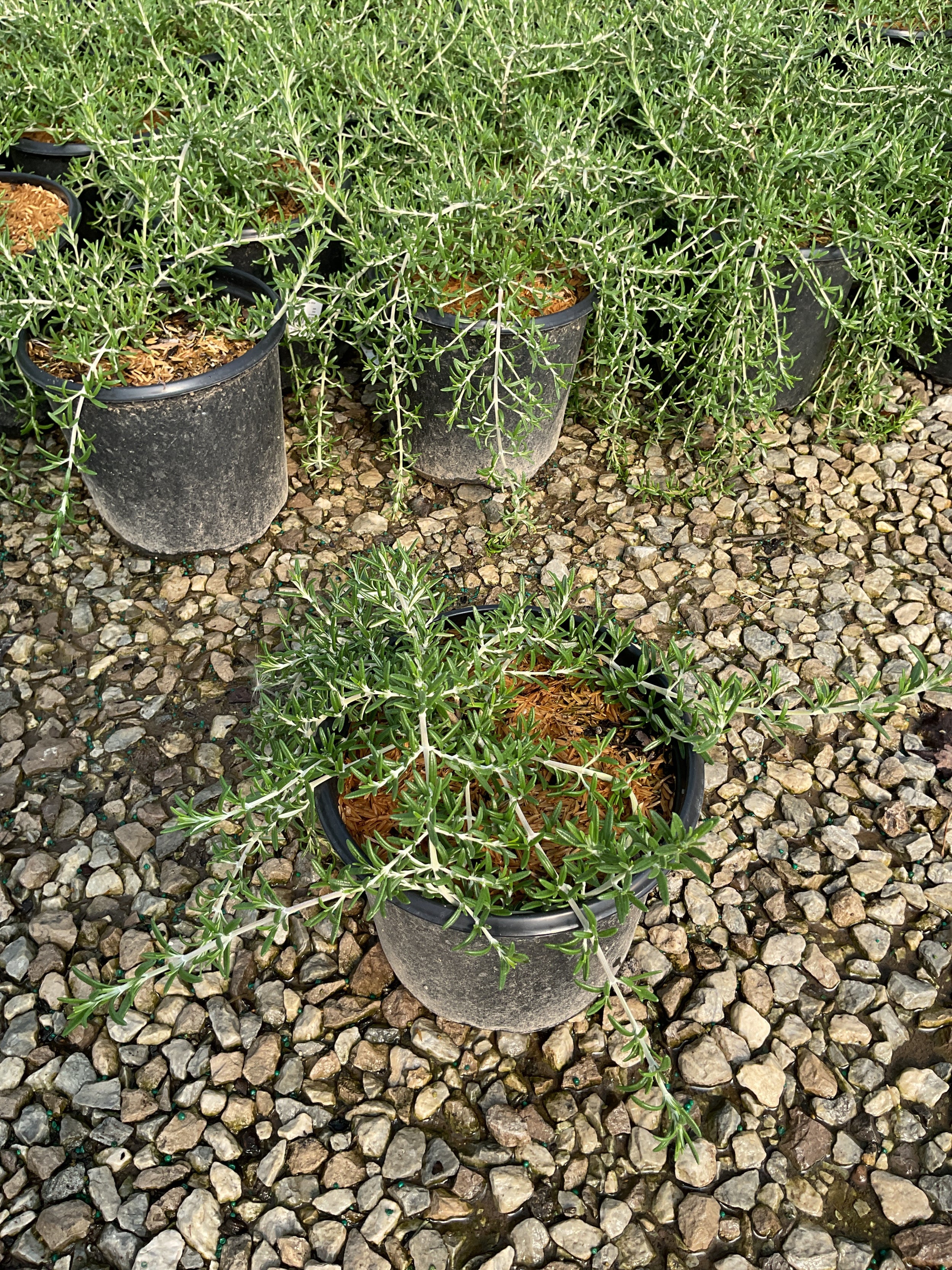 ROSEMARINUS O. BLUE CASCADE