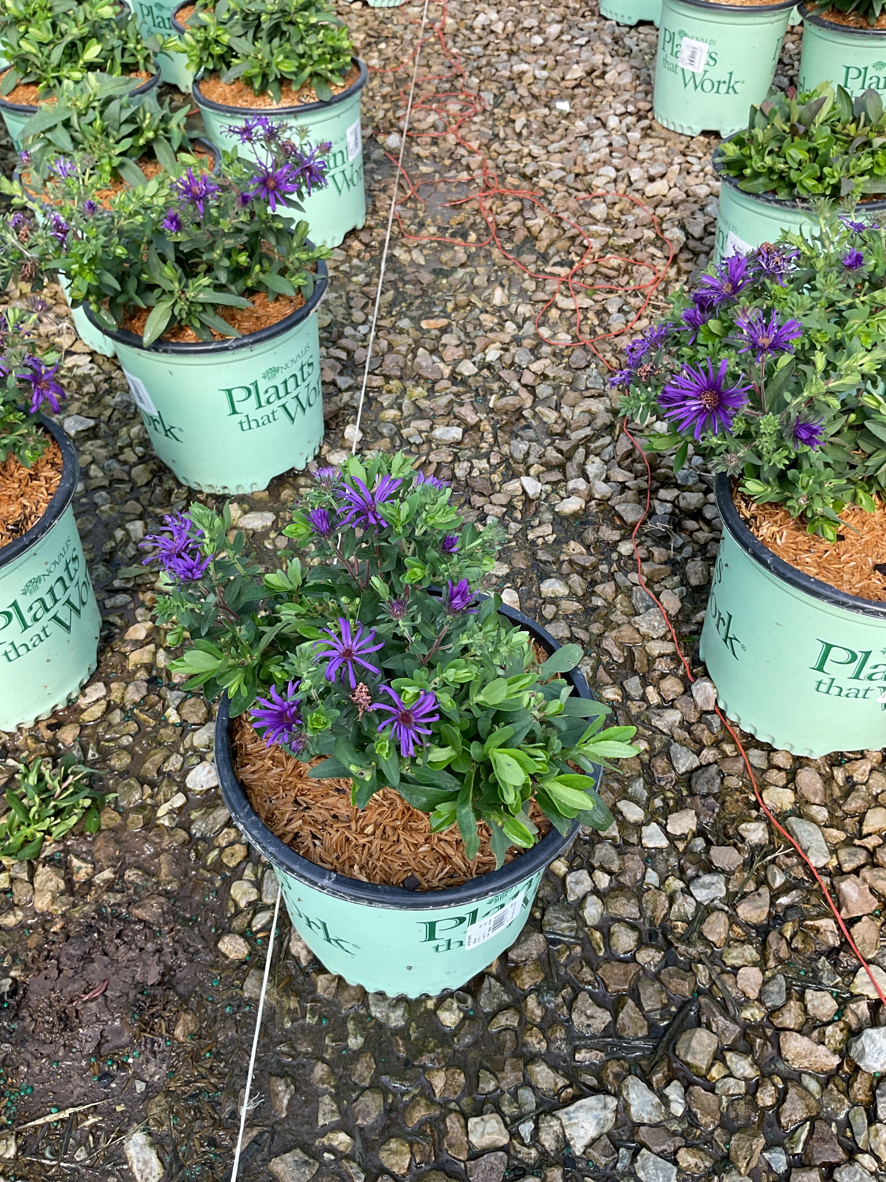 Aster grape 'Crush'