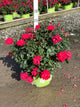Rosa x Double Red Knock Out®