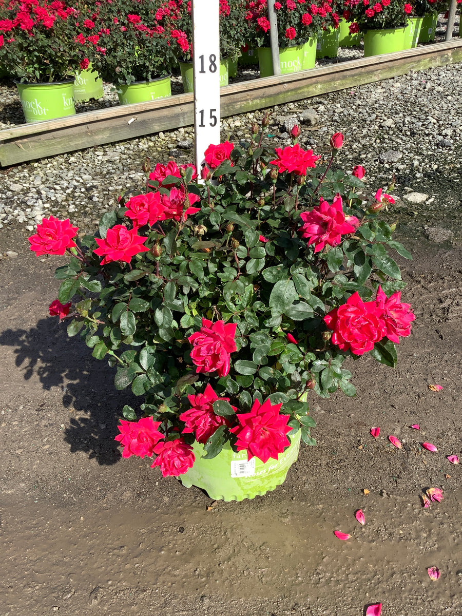 Rosa x Double Red Knock Out® â€” G3