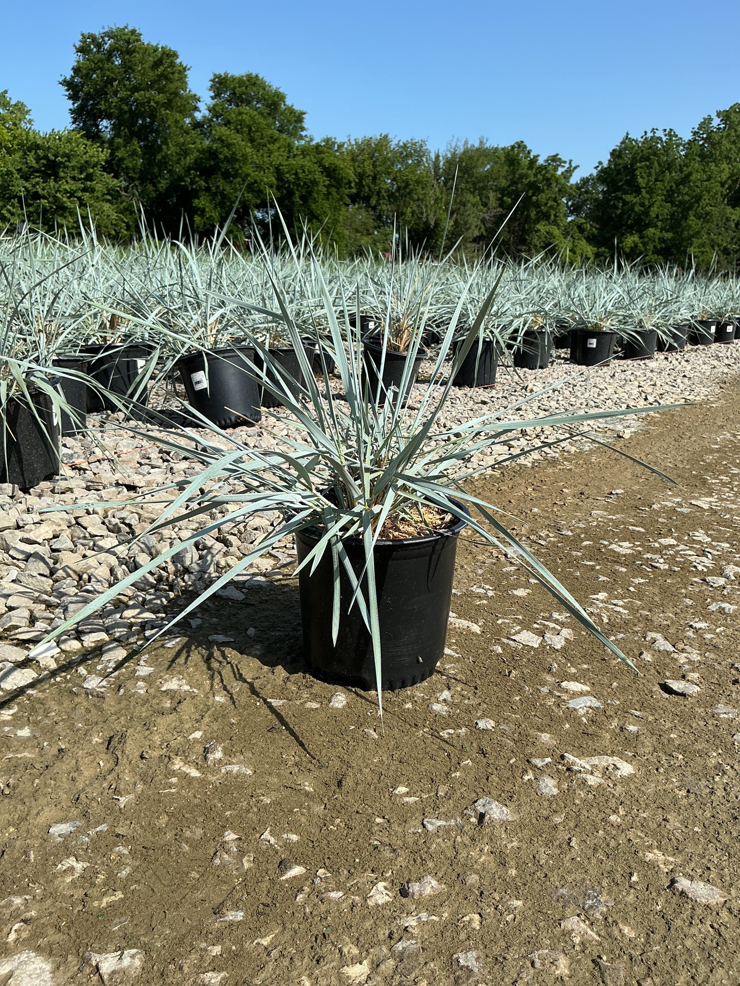 Leymus 'A. Blue Dune'