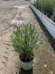 Panicum 'Pa Cape Breeze'