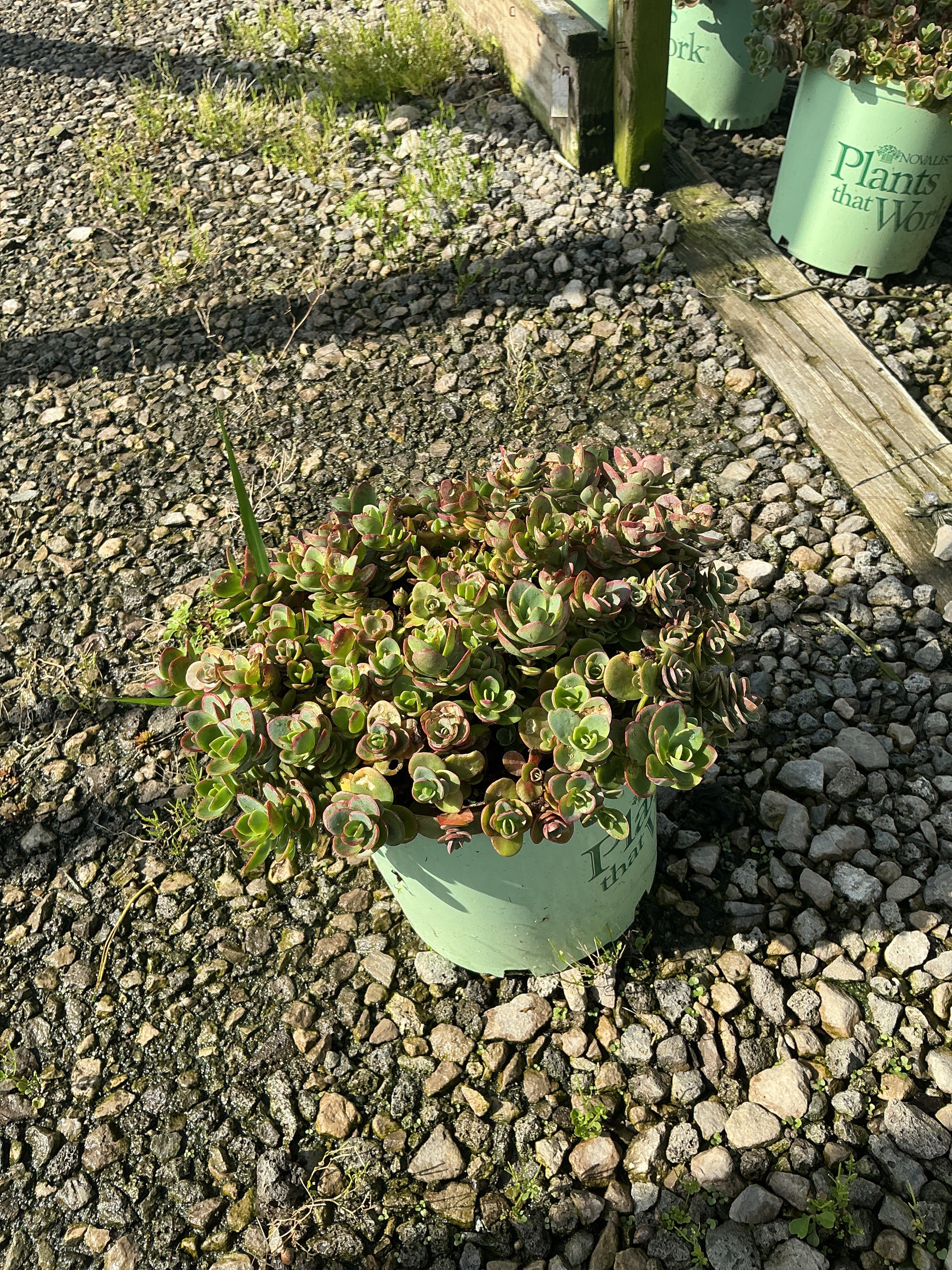 Sedum sedum 'Lime Zinger'
