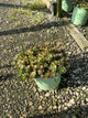 Sedum sedum 'Lime Zinger'