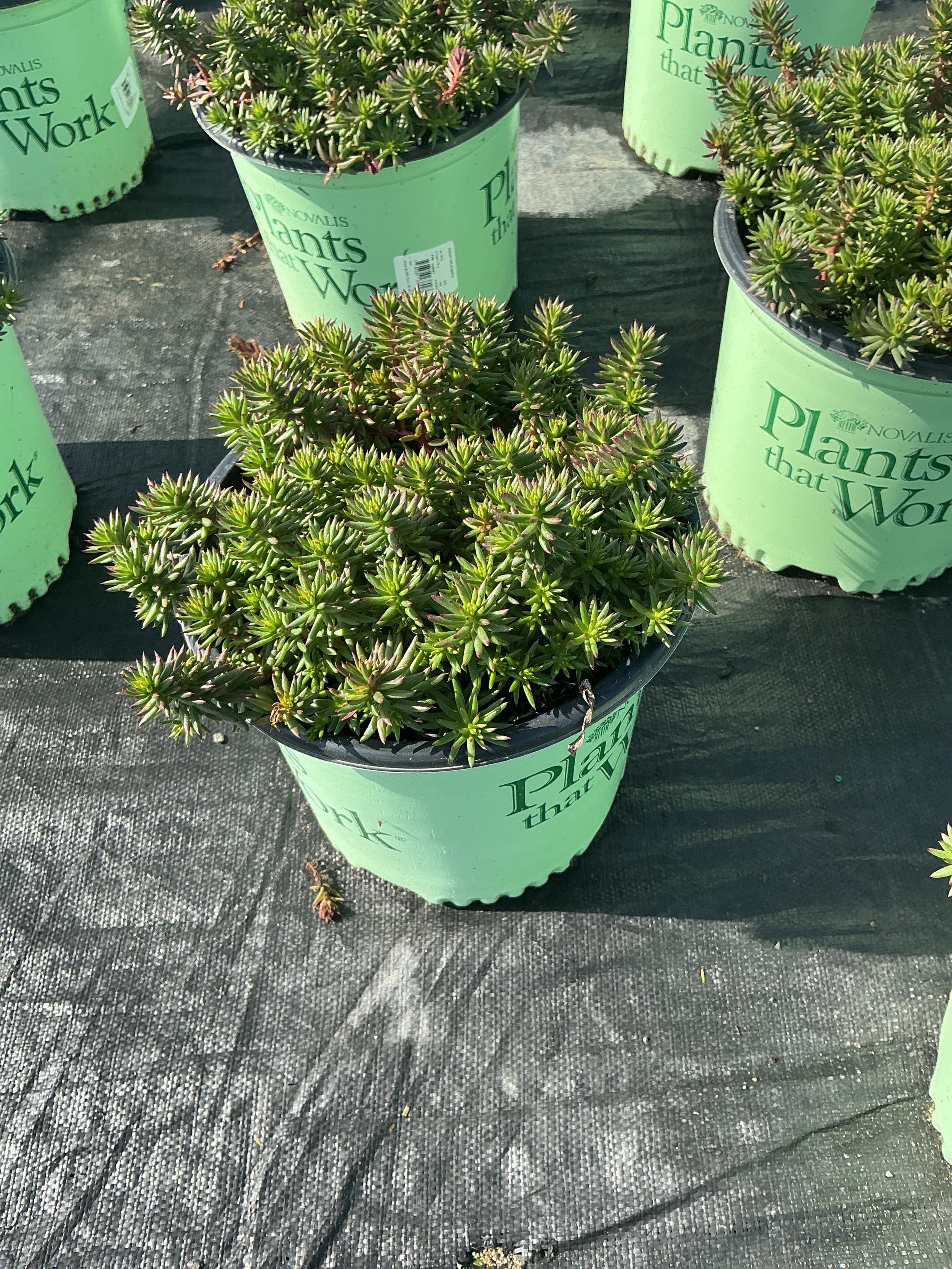 Sedum SunSparkler® ‘Red Angelina'