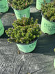 Sedum SunSparkler® ‘Red Angelina'