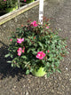 Rosa K.O 'Radcon'