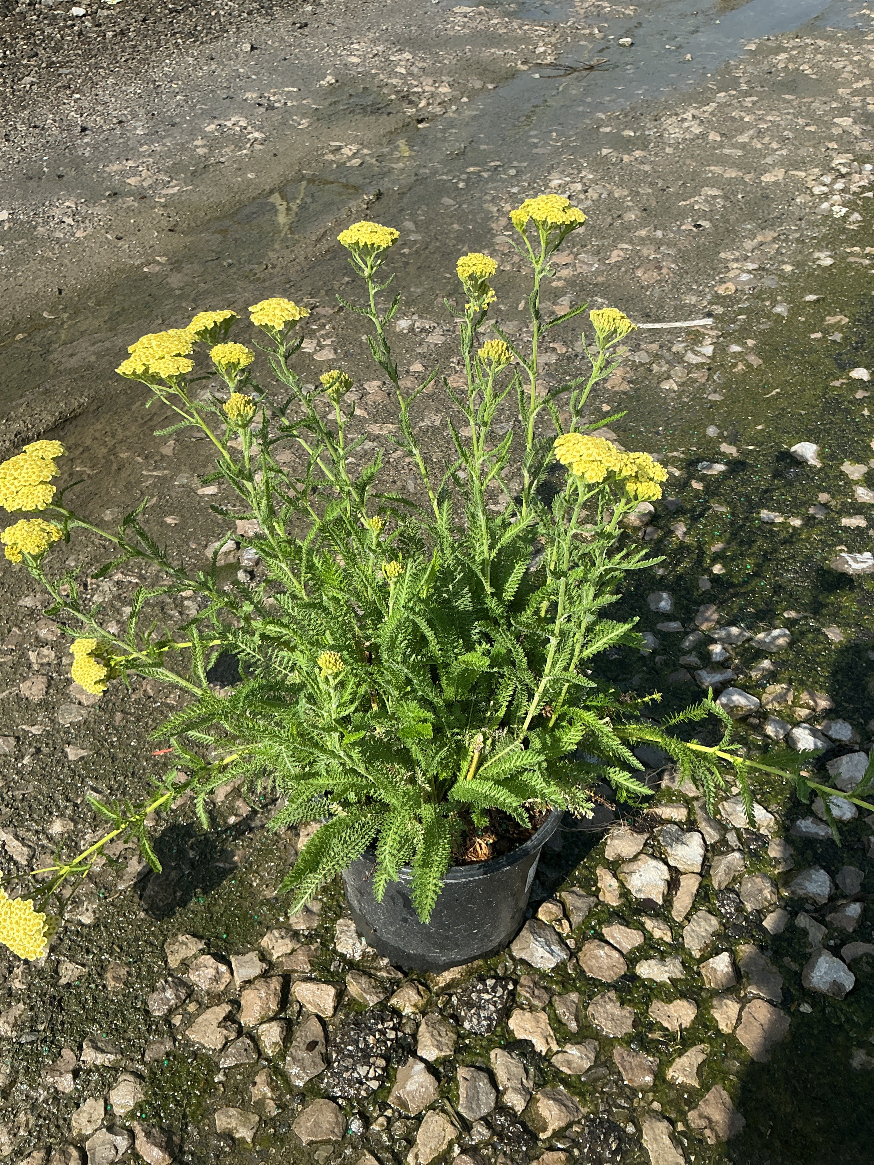 Achillea millefolium 'Sunny Seduction'
