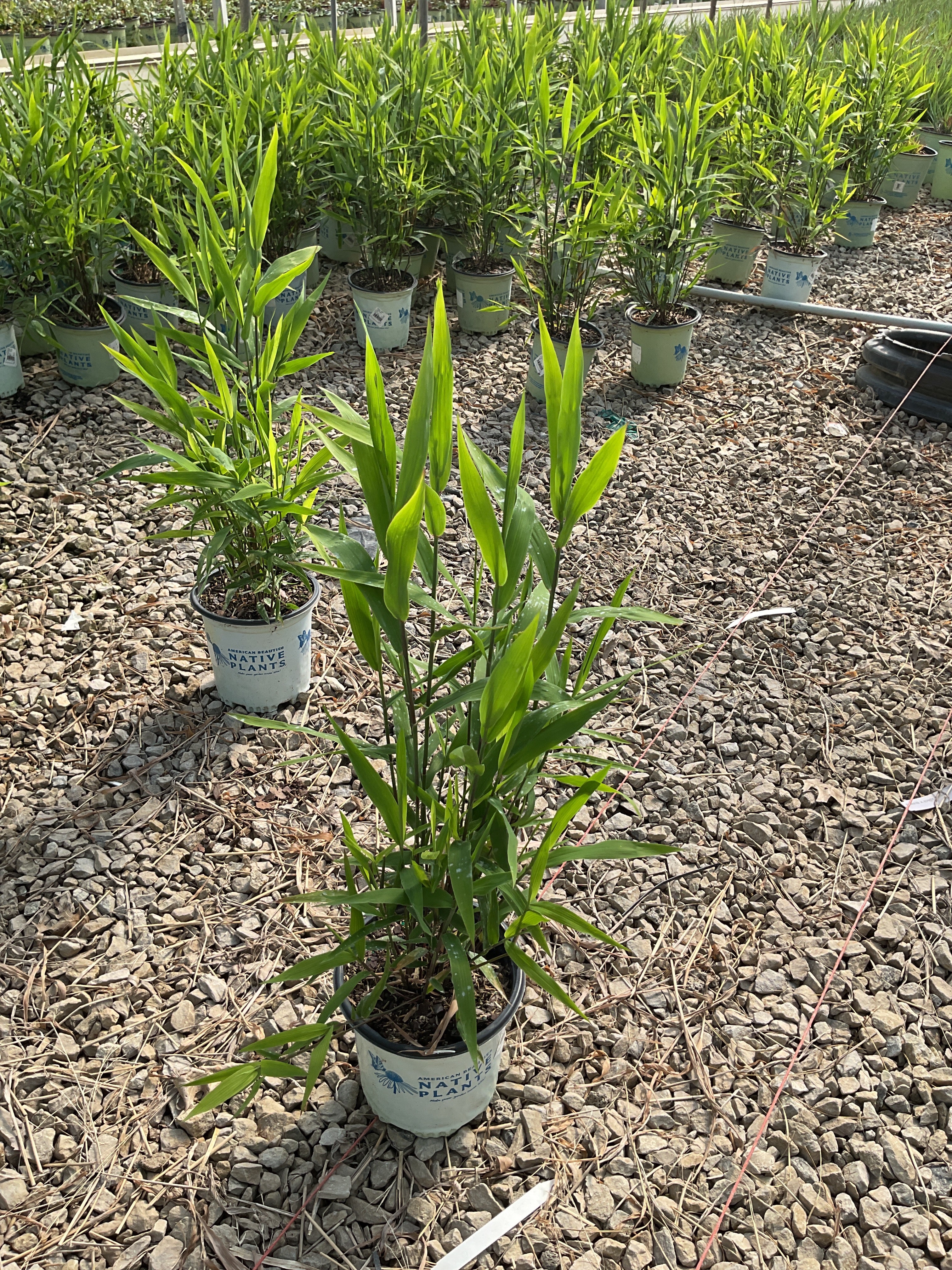 Chasmanthium latifolium 'Chas. Latifolium'