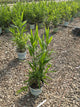 Chasmanthium latifolium 'Chas. Latifolium'