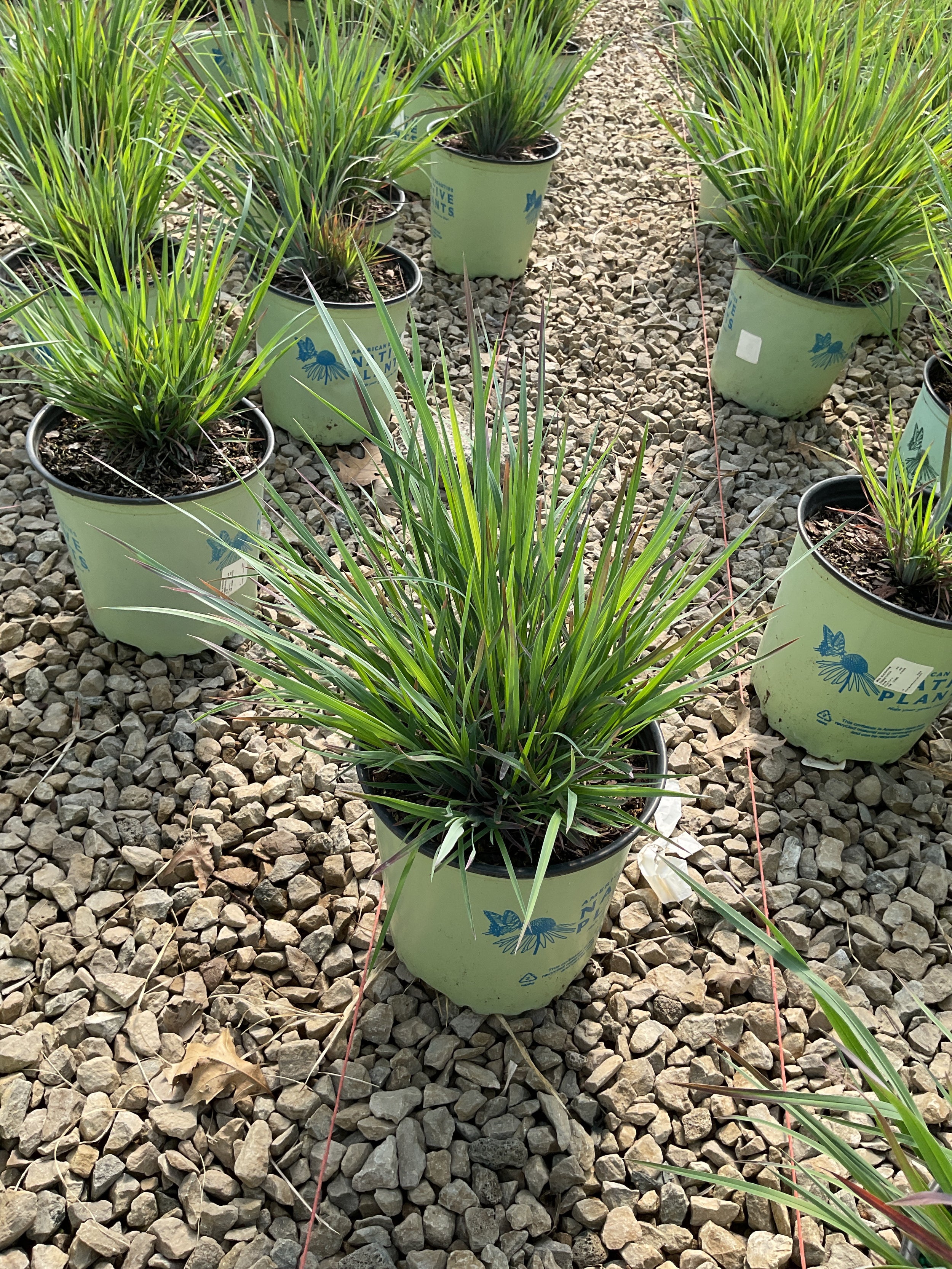 Schizachyrium 'Stand. Ovation'