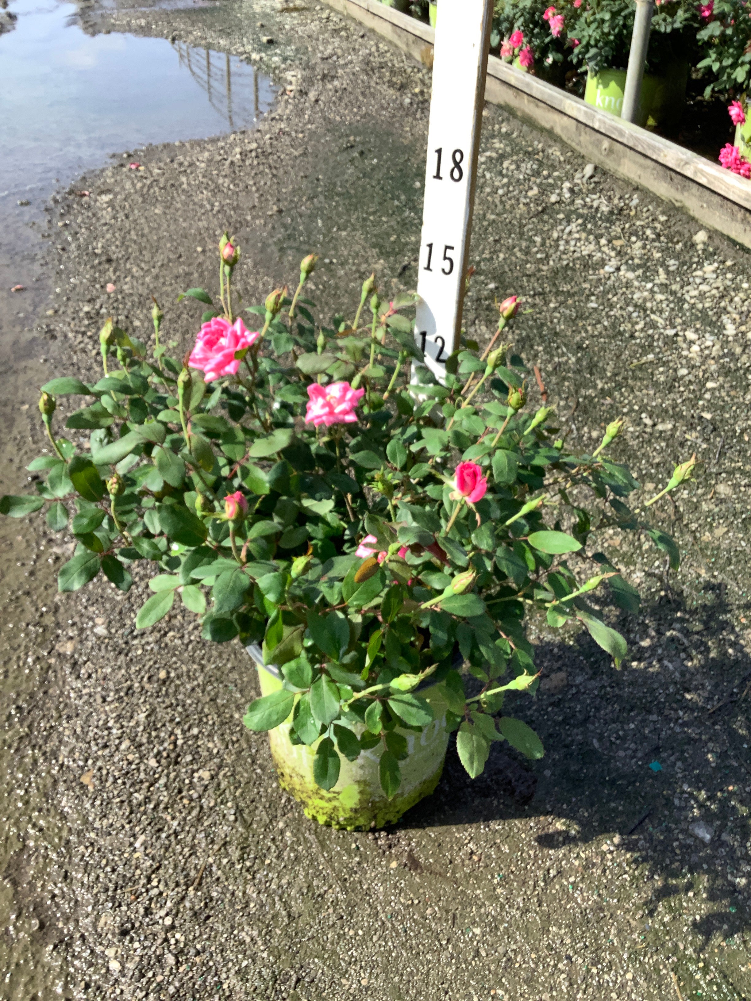Rosa K.O 'Radtkopink'