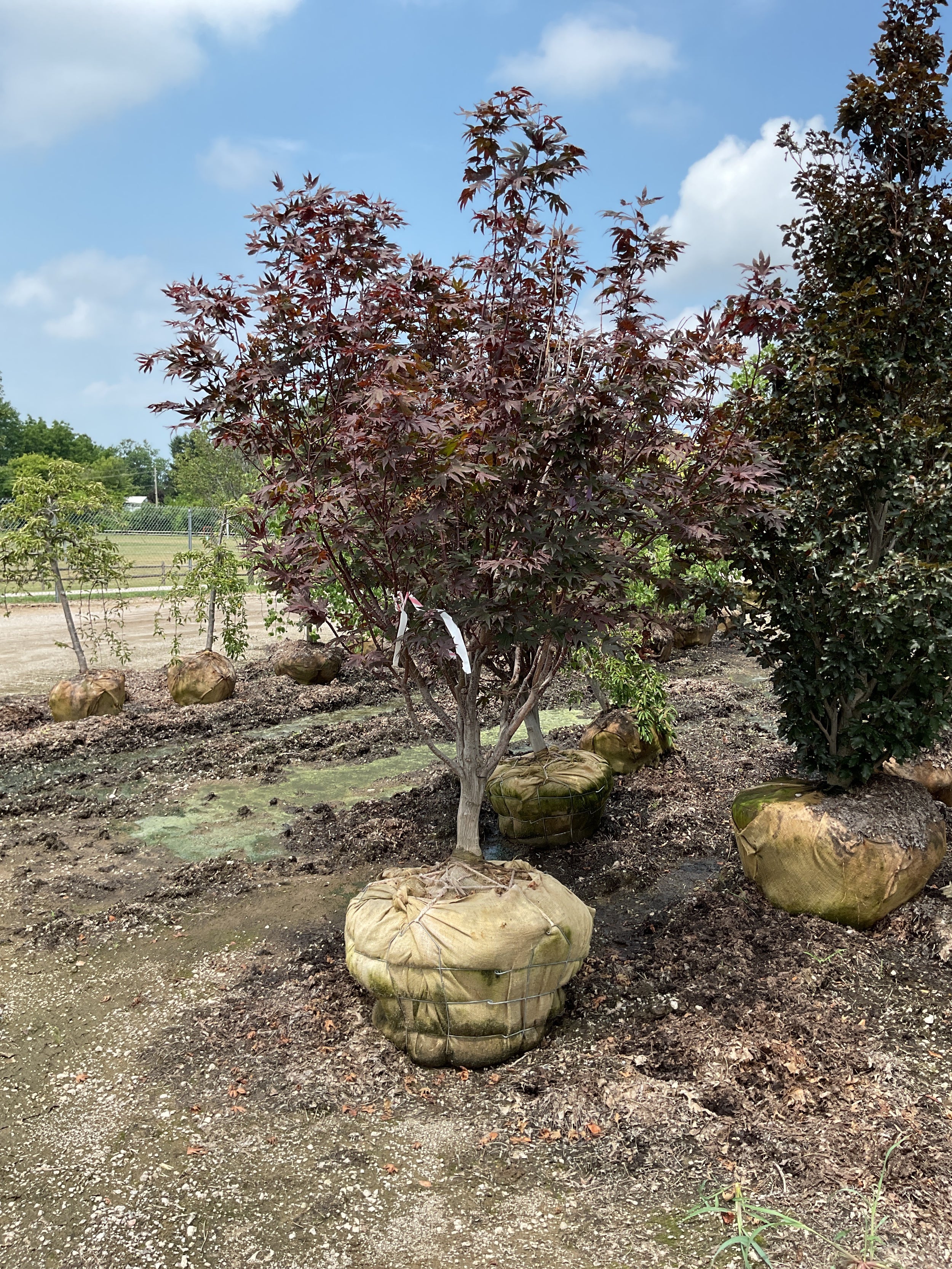 Acer palmatum 'Crimson Prince'