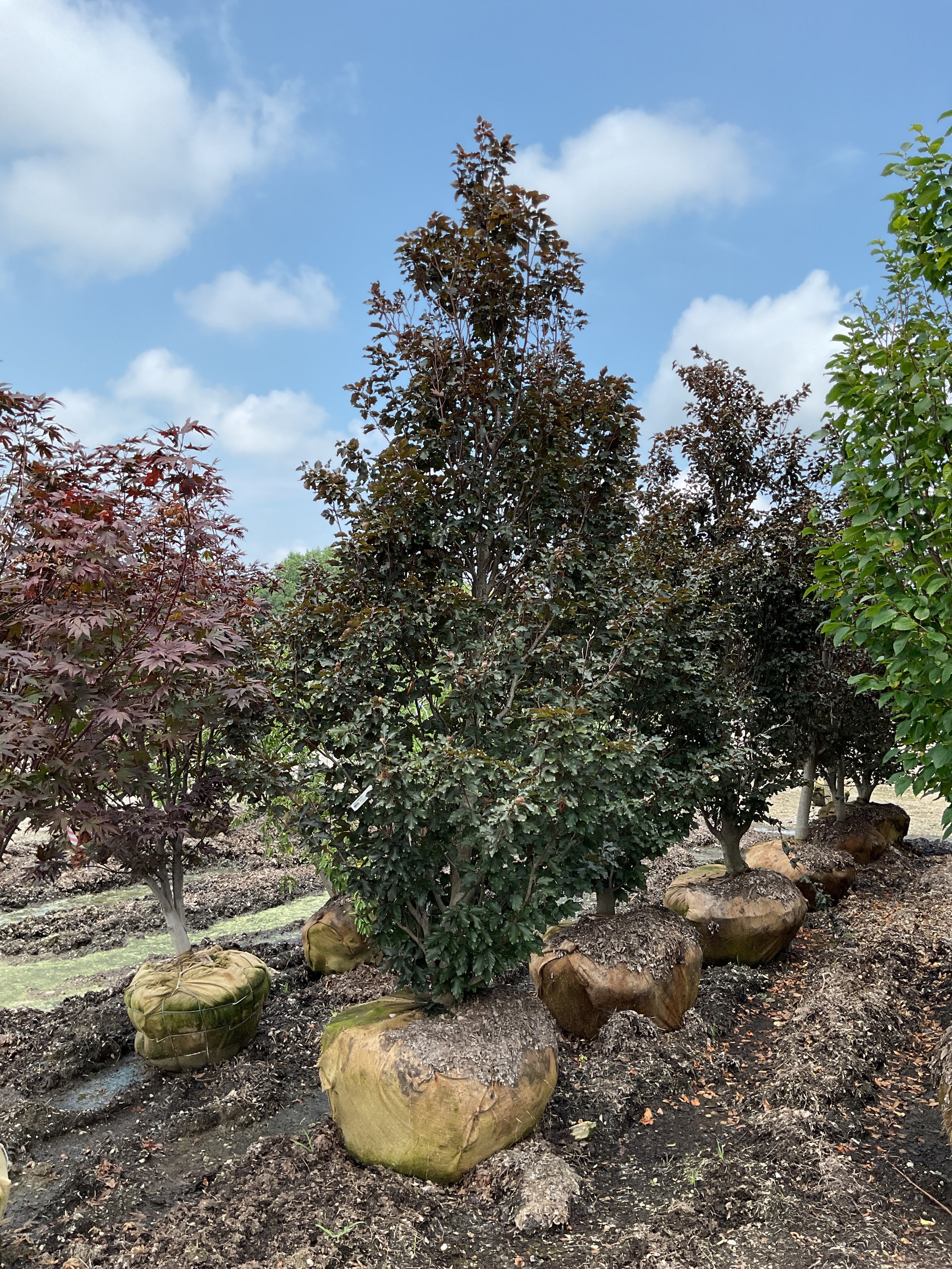 Fagus sylvatica 'Rohanii'