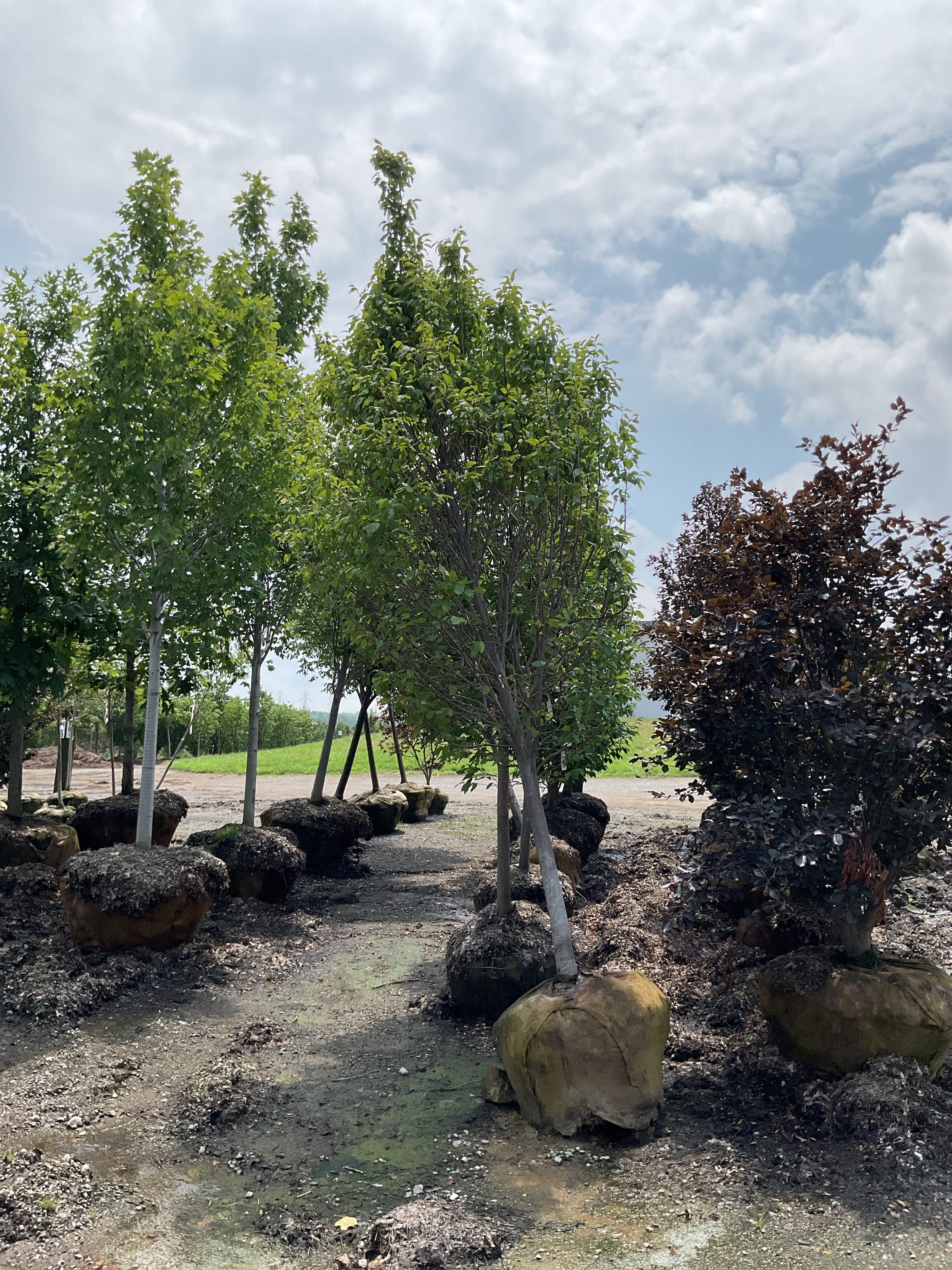 Carpinus betulus 'Emerald Avenue'