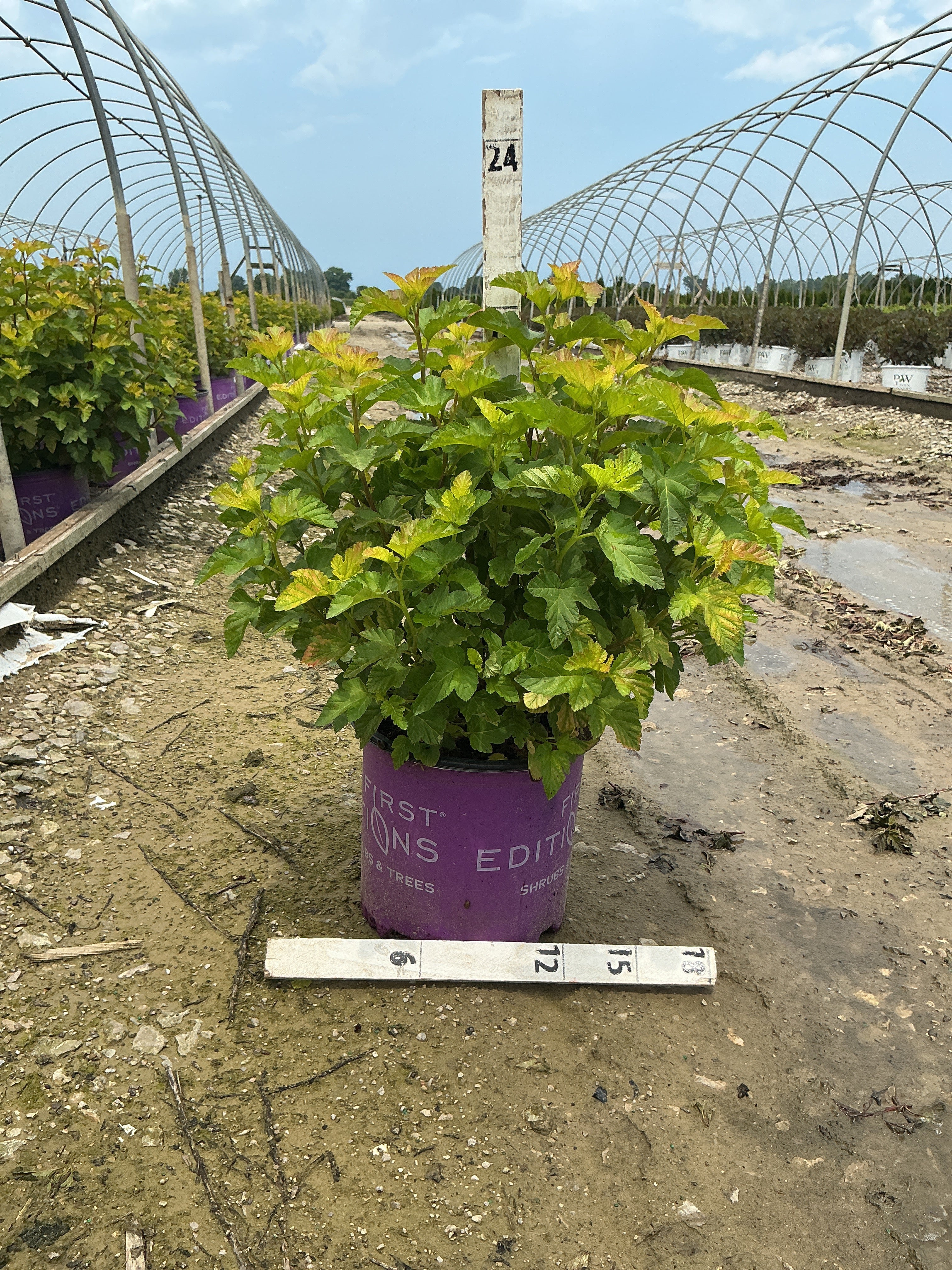 Physocarpus opulifolius 'Jefam'