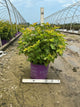 Physocarpus opulifolius 'Jefam'