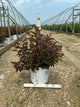Physocarpus O 'Ginger Wine'