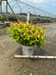 Diervilla sessilifolia 'Kodiak Fresh'