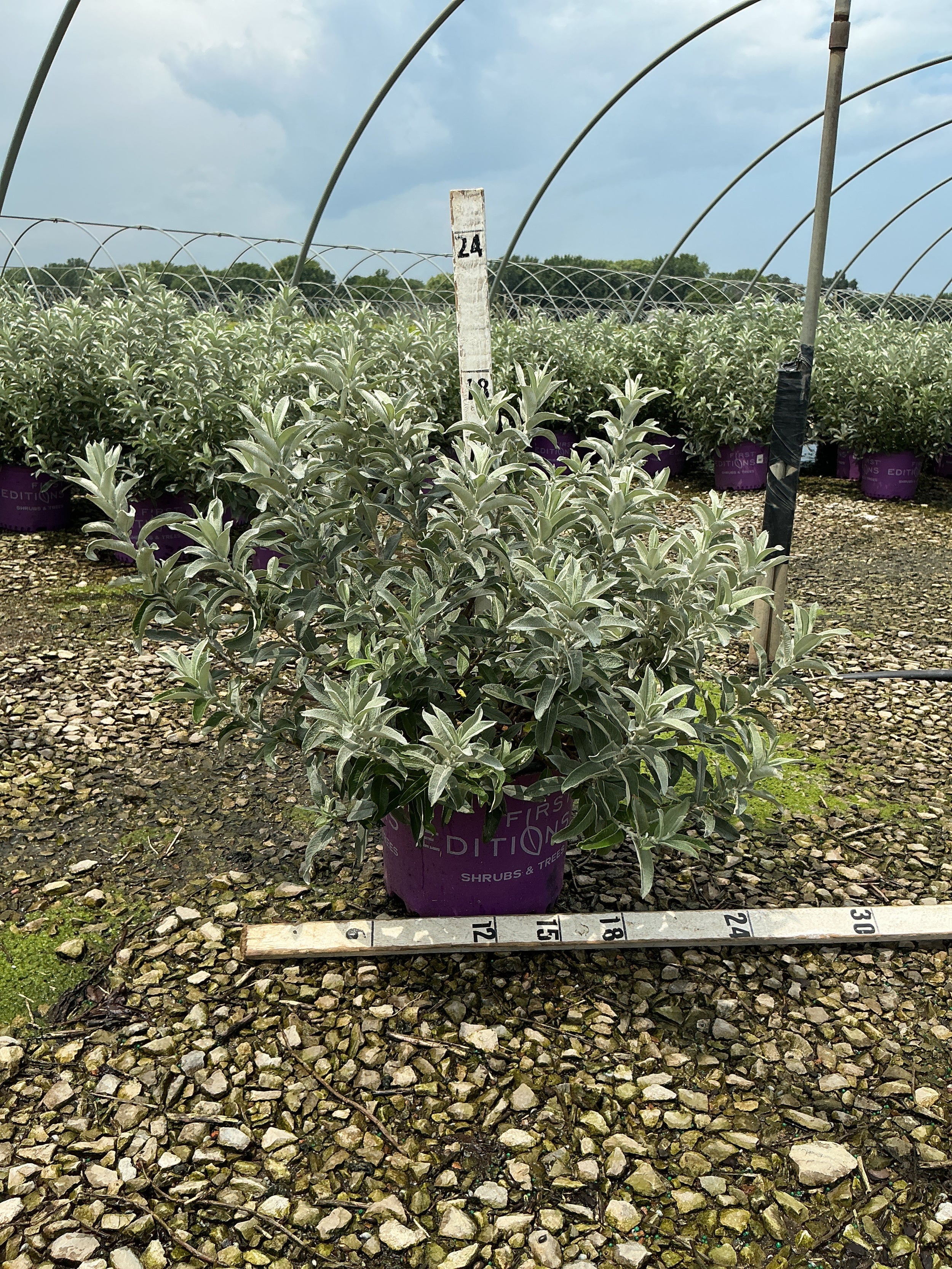 Salix 'C Iceberg Alley'