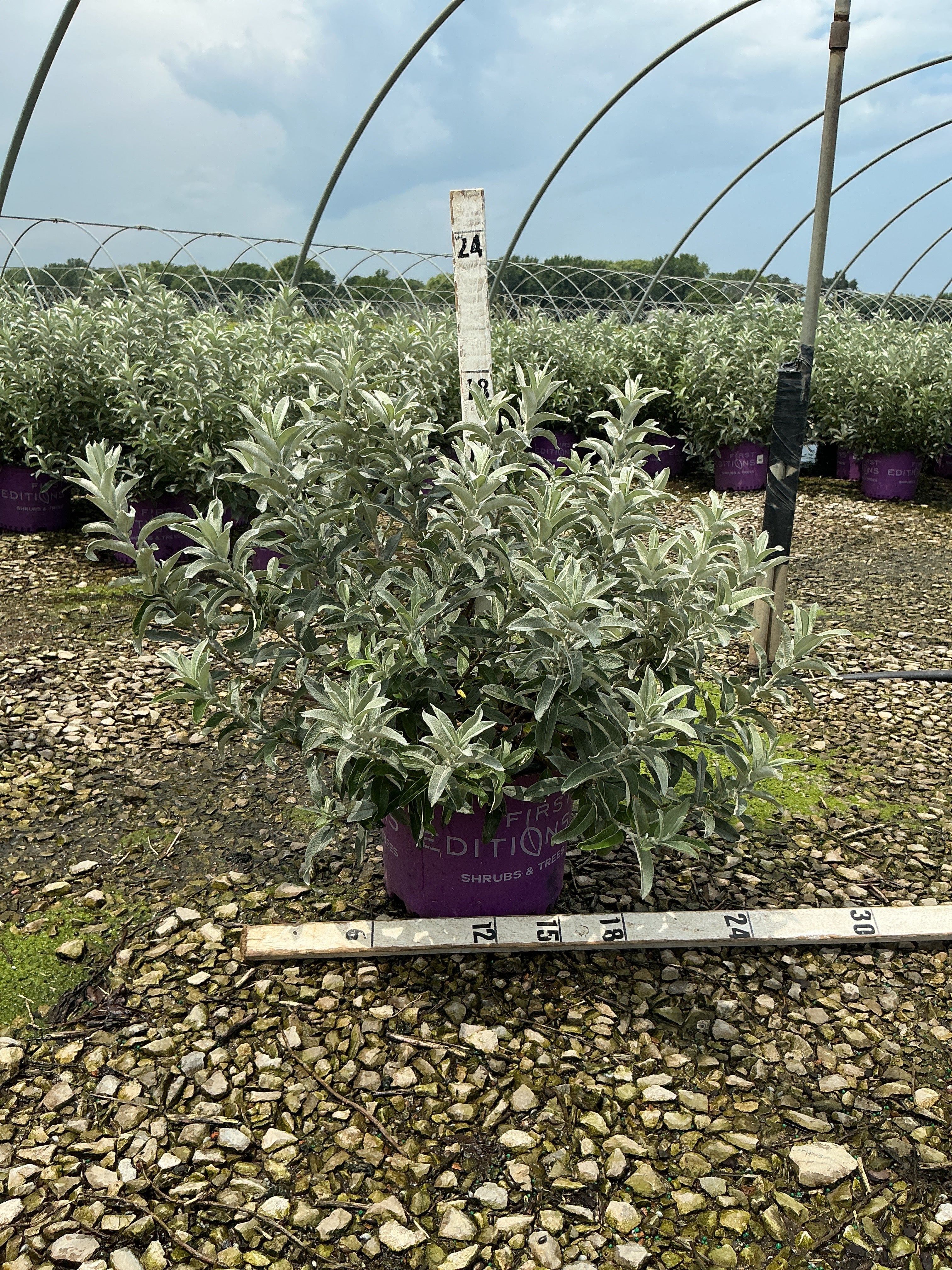 Salix 'C Iceberg Alley'