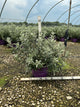 Salix 'C Iceberg Alley'
