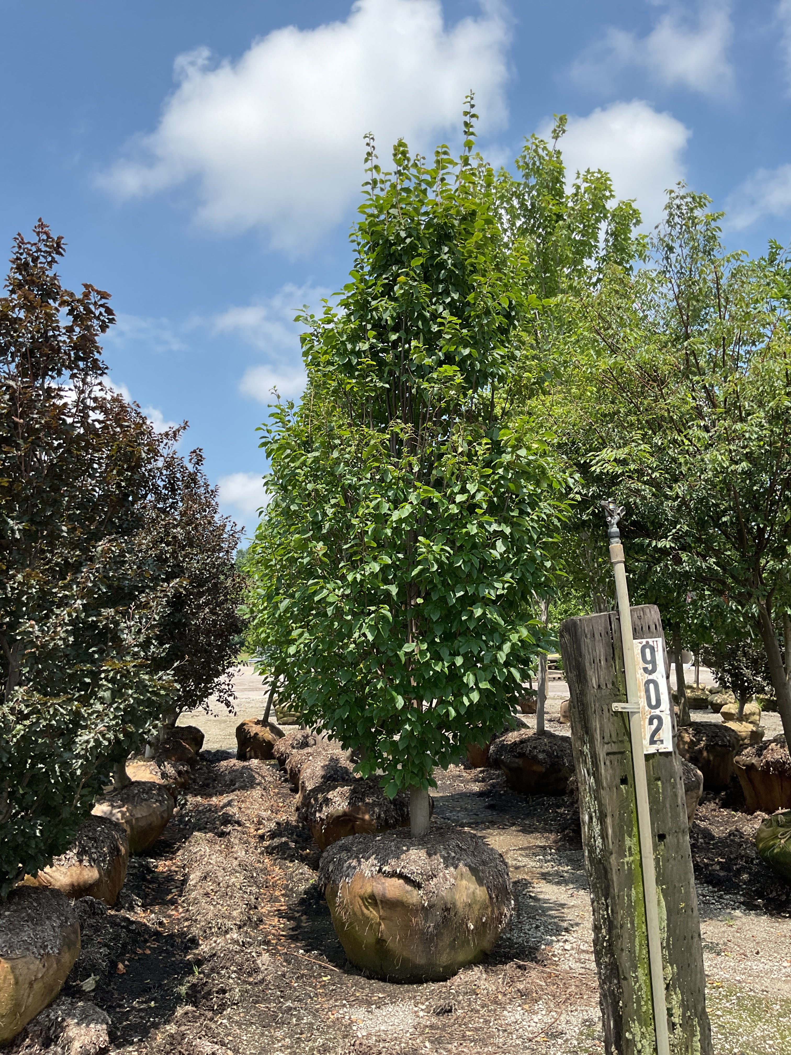 Carpinus betulus 'Emerald Avenue'