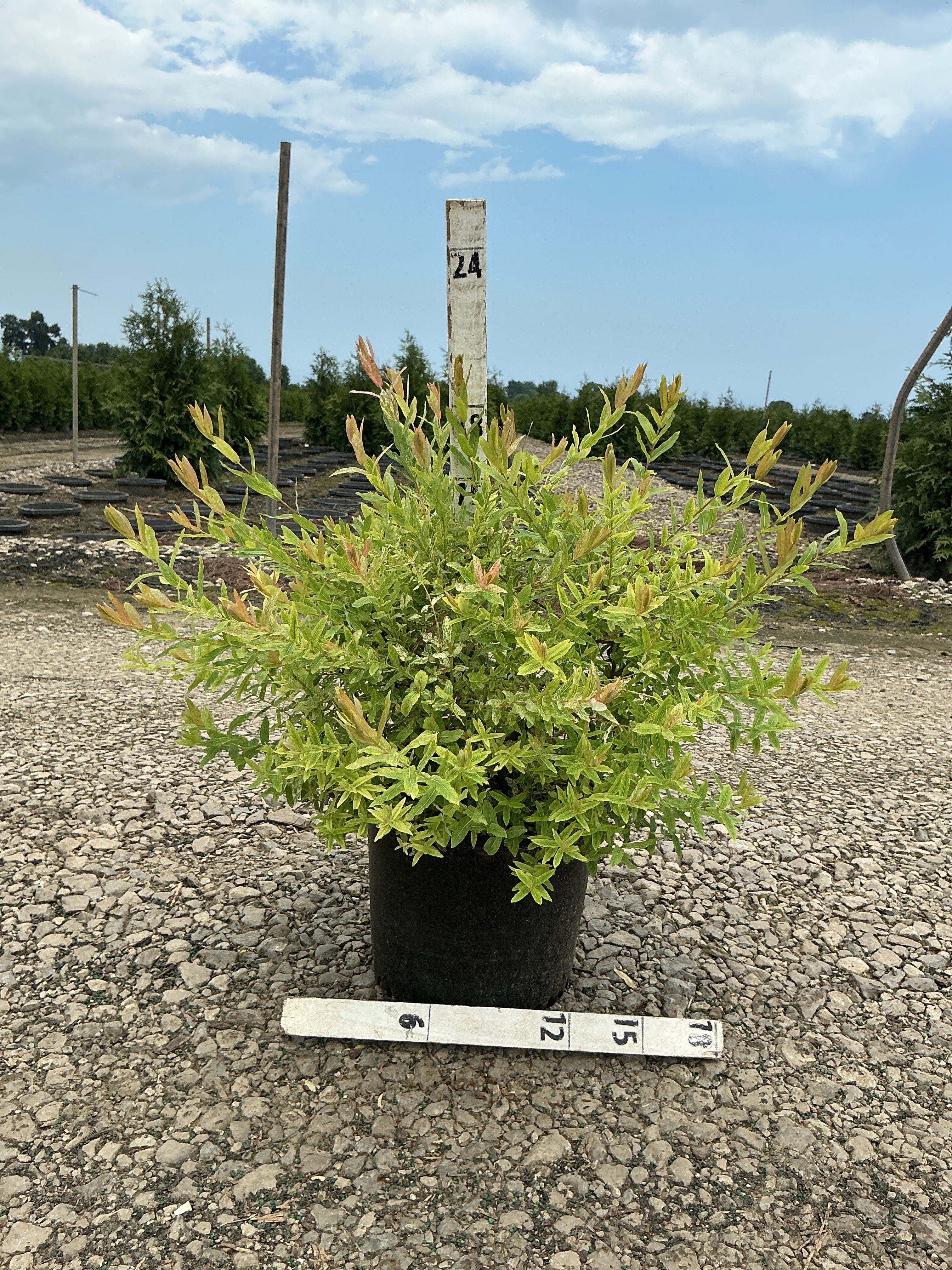 Salix integra 'Hakuro Nishiki'