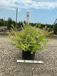Salix integra 'Hakuro Nishiki'