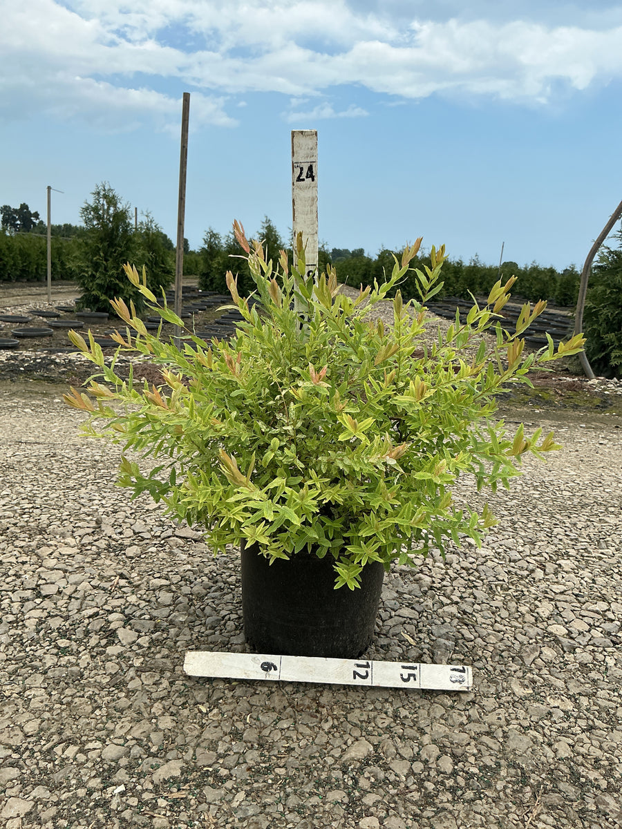 Salix integra 'Hakuro Nishiki' â€” G3 15