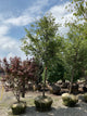 Zelkova serrata 'Village Green'