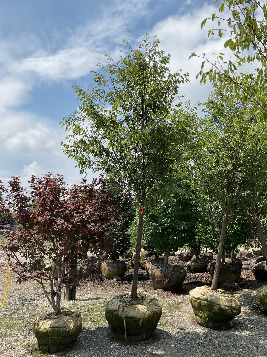 Zelkova serrata 'Village Green' â€” BB 3
