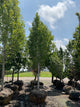 Acer rubrum 'Armstrong'