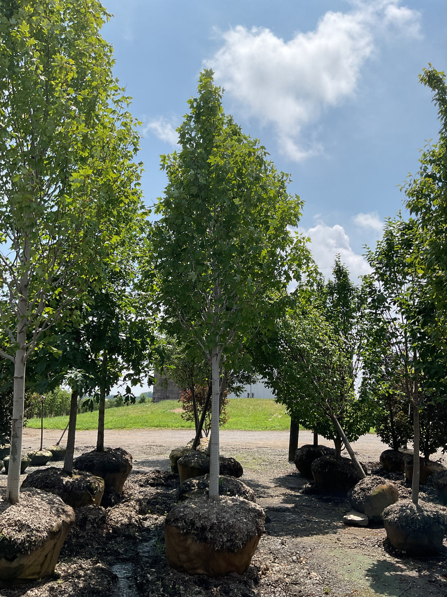 Acer rubrum 'Armstrong' â€” BB 3.5