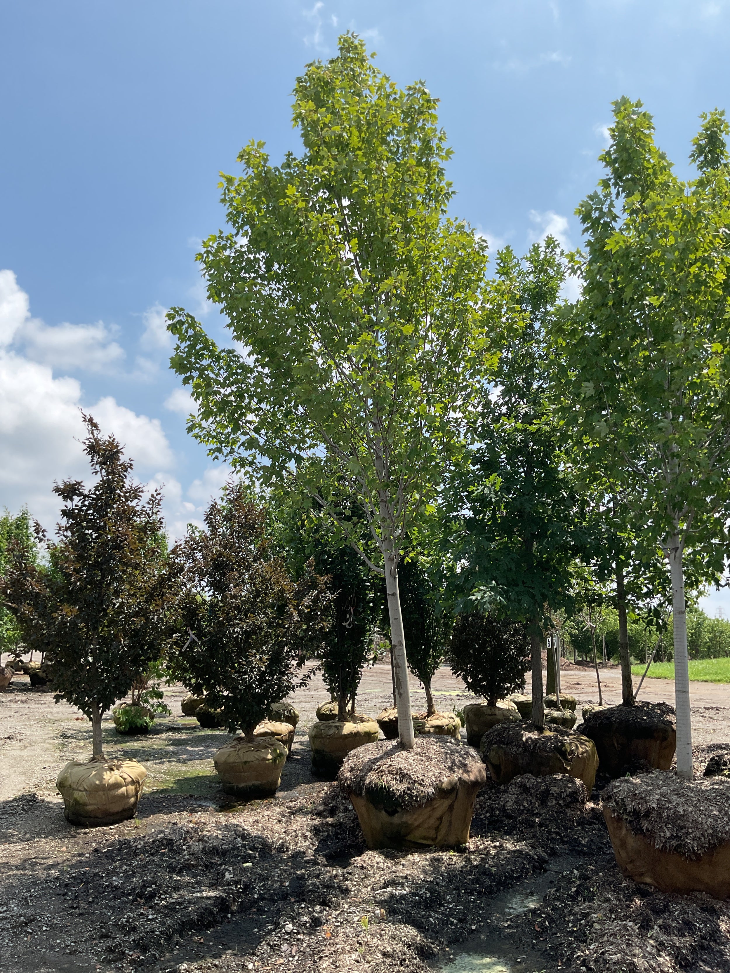 Acer rubrum 'Armstrong Gold'